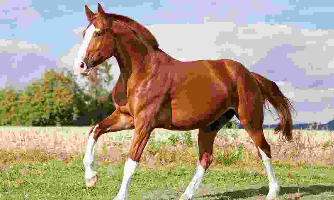 Kurasi Horse Kurasi Horse